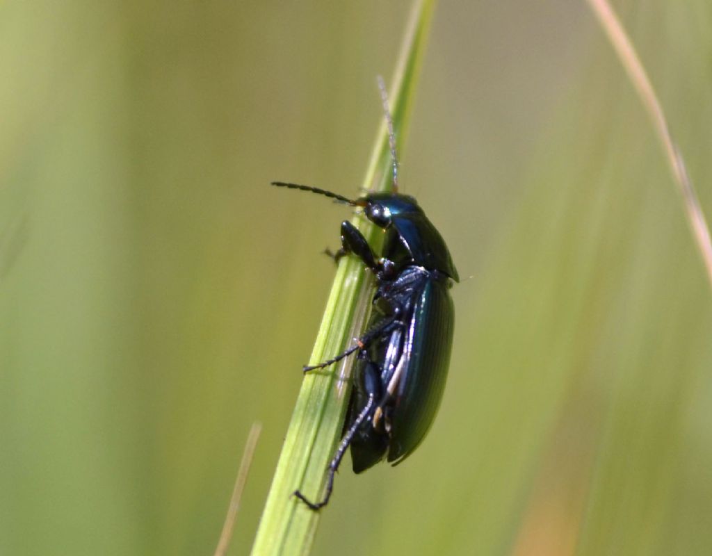 Carabidae: Anisodactylus ? No, Poecilus sp.  (P. cupreus opp. P. versicolor)